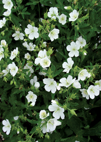 Geranium sanguineum 'Album'